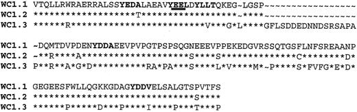 FIGURE 7. Sequence of cytoplasmic tails of WC1.1, WC1.2, and WC1.3. More than 30 cDNA sequences corresponding to the intracytoplasmic tails of known forms of WC1 were generated from ex vivo and cultured cells. Tail sequences were identified according to the partially complete genetic analysis of cloned WC1 (14 ). A single amino acid difference from the putative Wijngaard clone (14 ) is noted for WC1.2 (V136 to S136). The locations of tyrosine residues and potential SH2-binding sites are shown in bold. The sequence in italics shows the position of the potential SH3-binding site [PVPGTPSP].