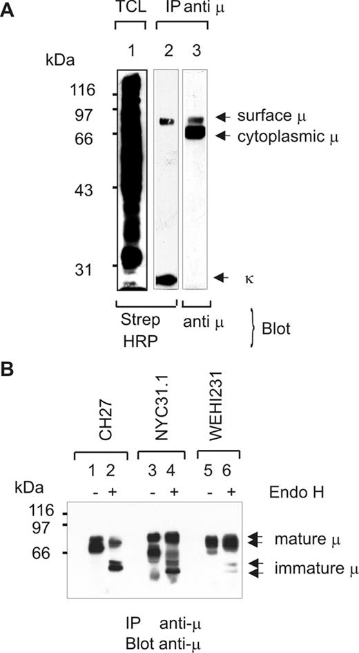 FIGURE 2. Immunoprecipitation of surface-biotinylated proteins. A, Lysates from surface-biotinylated CH27 cells were subjected to immunoprecipitation with anti-μHC Abs. Immunoprecipitates (lanes 2 and 3) and an aliquot of the total cell lysate (TCL; lane 1) were subjected to 10% SDS-PAGE, followed by Western blotting. The membrane was probed with HRP-streptavidin to detect biotinylated proteins (lanes 1 and 2) or with HRP-coupled anti μHC Abs (lane 3) and developed with ECL. Molecular mass standards are shown on the left (kilodaltons). The positions of surface μHC, cytoplasmic μHC, and κ are marked on the right. B, Anti-μHC immunoprecipitates from CH27, NYC31.1, and WEHI231 cells were either treated with Endo H (lanes 2 and 4) or incubated without Endo H at 37°C in digestion buffer (lanes 1 and 3) as indicated at the top. Immunoprecipitates were resolved by 10% SDS-PAGE, followed by Western blotting with anti-μHC Abs. Molecular mass standards are shown on the left (kilodaltons). The positions of the mature and immature μHC are marked on the right.