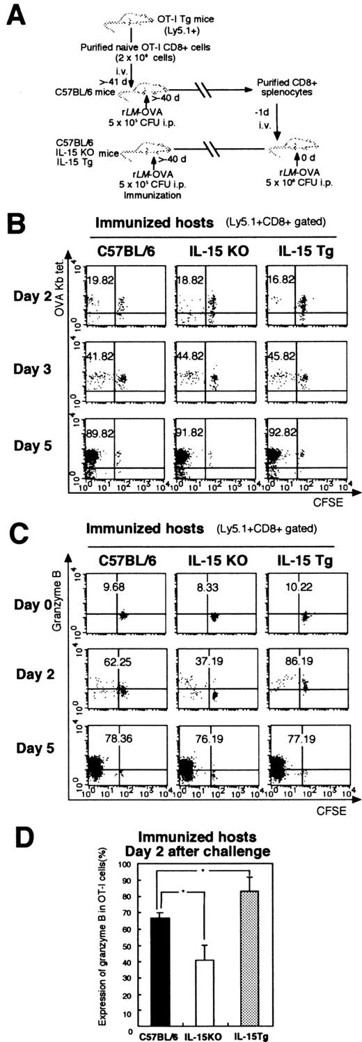 FIGURE 3. IL-15 plays an important role in the induction of cytotoxic molecules of Ag-specific memory CD8+ T cells during secondary immune response in immunized hosts. A, CFSE-labeled memory OT-I cells (Ly5.1+) generated in C57BL/6 mice were adoptively transferred i.v. into IL-15 KO, IL-15 Tg, and control mice that had been immunized with rLM-OVA 40 or more days previously. At 24 h after adoptive transfer, these mice were challenged with a lethal dose of rLM-OVA. B, CFSE fluorescence of splenic OT-I cells was analyzed by flow cytometry by staining with anti-CD8 mAb, anti-Ly5.1 mAb, and OVA Kb tetramer at indicated time points. The results of flow cytometry are presented as typical profiles after an analysis gate had been set on Ly5.1+CD8+ cells. C, Splenocytes from IL-15 KO, IL-15 Tg, and control mice harboring memory OT-I cells were isolated at indicated days before and after reinfection and stained for expression of CFSE and intracellular granzyme B of memory OT-I cells. Dot plots are gated on donor cells (Ly5.1+CD8+), and the number indicated is the percentage of donor cells stained positive for granzyme B. Data are representative of three independent experiments using pooled cells from three mice and are shown as typical two-color profiles. D, Intracellular expression of granzyme B in OT-I cells transferred into immunized IL-15 KO, IL-15 Tg, or control mice on day 2 after secondary infection. Data were obtained from three separate experiments, and each value shown is the mean +SD for five mice (∗, p < 0.05).