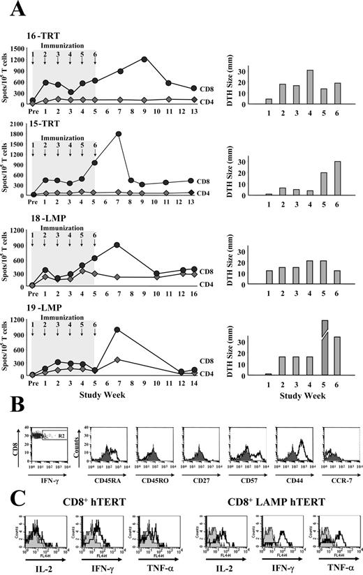 FIGURE 4. A, Left panels, Temporal evolution of hTERT-specific CD8+ and CD4+ T cell responses. IFN-γ ELISPOT analyses on sorted CD4+ and CD8+ T cells were performed as described in Fig. 2. Frequencies of hTERT-specific T cells before, during, and after immunization are presented for four patients who received six vaccination cycles with hTERT- (16-TRT; 15-TRT) or LAMP hTERT (18-LMP; 19-LMP) mRNA-transfected DC. Right panels, In parallel, DTH reactions were measured from subjects over the entire treatment course. Erythema/induration >4 mm was considered positive for DTH reactions. B, CD8+ T cells were isolated from PBMC and characterized phenotypically for functional markers to delineate between naive, effector, and memory CD8+ T cells. Unfilled histograms represent isotype controls. C, To determine cytokine expression profiles from vaccine-induced CD8+ T memory cells, T cells (obtained at study week 16), were stimulated with hTERT RNA-transfected autologous DC for 8 h with addition of brefeldin A during the last 4 h. Then, cells were stained for surface expression of CD8 and CD69 and intracellular production of IL-2, IFN-γ, or TNF-α. Cells were analyzed by flow cytometry after gating on CD8 and CD69 double-positive cells (gray histograms, isotypic controls for anti-cytokine Abs). Representative results from four evaluable subjects are presented.