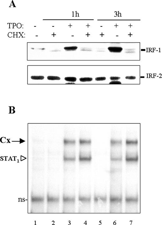 FIGURE 7. Cytokine-activated STAT1 and STAT1/IRF-2/DNA complexes can form in the absence of active protein synthesis, whereas IRF-1 cannot. UT7-mpl cells were pretreated in the absence (−) or the presence (+) of cycloheximide (CHX), then treated without (−) or with (+) TPO for the indicated time. Nuclear extracts were prepared and analyzed by Western blotting (A) using anti-IRF-1 (upper panel) or anti-IRF-2 (middle panel) Abs or by EMSA (B) using the ICS12-GAS probe.