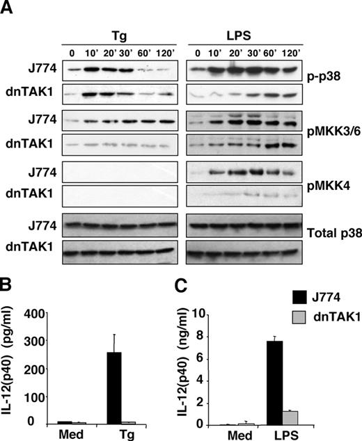 FIGURE 5. Role of TAK1 in p38 activation and IL-12 production. A, Activation of p38 in the absence of functional TAK1. J774A.1 Mφ and dominant-negative TAK1 cells derived from J774A.1 (dnTAK1) were infected with T. gondii (Tg; 6:1 ratio of parasites to cells) or stimulated with LPS (100 ng/ml), and cell lysates were prepared at the indicated times. Activation of p38, MKK3/6, and MKK4 was determined with phospho-specific Ab, and equivalent sample loading was confirmed using Ab to total p38. B, Requirement for TAK1 in Toxoplasma-driven IL-12 production. Parent and dnTAK1 cells were infected with T. gondii (Tg; 3:1 ratio of parasites to cells) or cultured in medium (Med), then supernatants were collected 48 h later for IL-12 ELISA. C, As in B, using LPS (100 ng/ml).