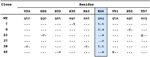 FIGURE 8. Sequence data from six independent clones that had mutated residue E46. Sequences derived from responding MZ B cells on day 7 of the response that had mutated E46 (highlighted in blue) are shown along with the original sequence derived from the HyHEL10 hybridoma used in the targeting construct (indicated as WT).