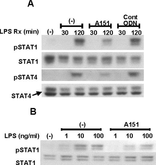 FIGURE 6. Suppressive ODN A151 inhibits LPS-induced STAT1 and STAT4 phosphorylation. Peritoneal macrophages were incubated with 3 μM ODN for 30 min, then treated with 10 ng/ml LPS for the indicated times (A) or for 120 min (B). Cell lysates were analyzed by Western blot using anti-phosphorylated STAT1 (pSTAT1) and anti-STAT1 Abs, and anti-phosphorylated STAT4 (pSTAT4) and anti-STAT4 Abs. The experiments were repeated three times with similar results.