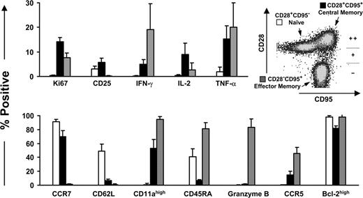 FIGURE 3. The expression of molecules associated with maturation and function on CD4+ T lymphocytes subsets defined by CD28 and CD95. Cell surface expression of molecules associated with maturation and function on CD28+CD95− (naive), CD28+CD95+ (central memory), and CD28−CD95+ (effector memory) CD4+ T cell subsets was evaluated. Lymphocytes from five healthy, uninfected monkeys were studied. The symbols ++, +, and − reflect the relative staining intensities of the anti-CD28 mAb.