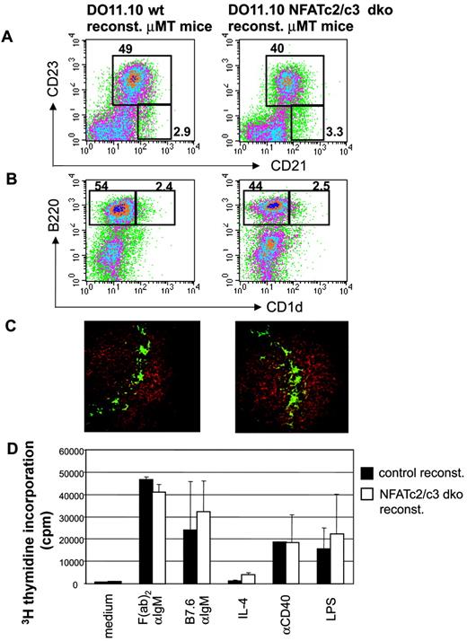 FIGURE 5. B cell-deficient mice reconstituted with BM cells from control or NFAT c2/c3 double-deficient (dko) mice lack differences in MZ B cell compartment and in proliferative B cell responses. A–C, B cell-deficient μMT mice were irradiated sublethally and reconstituted with BM cells from control DO11.10 tg or NFAT c2/c3 dko/DO11.10 tg BM cells. The DO11.10 background of transferred T cells was identified to be <10% using KJ126 Ab. As shown in A–C, reconstituted mice with B cells derived from control or DO11.10 tg BM display a similar number of MZ B cells. Histological stainings were done as in Fig. 1. D, Proliferate responses of purified splenic B cells from both types of mice for various stimuli are shown (for details see Fig. 3B).