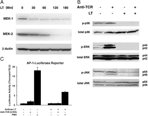 FIGURE 1. Blockade of MAPKK-dependent signaling in anthrax LT-treated Jurkat cells. A, Jurkat cell cultures were treated with anthrax LT for varying amounts of time as indicated. Total MEK-1 levels (top panel), MEK-2 levels (middle panel), and β-actin levels (loading control, bottom panel) were determined by Western blotting. B, Jurkat cells precultured in the presence or absence of anthrax LT were re-stimulated with C305 for 5 min. Levels of phospho-p38, phospho-ERK p44/42, and phospho-JNK p54/46 were assessed by Western blotting. Subsequently, levels of total p38, ERK p44/42, and JNK p54/46 were determined by reblotting these membranes. C, Jurkat cells transfected with an AP-1-responsive luciferase construct were pre-cultured in the presence or absence of anthrax LT and re-stimulated with C305 or PMA for 5 h. Reporter activity was assayed in triplicate using a luminometer. Representative experiments from three (A, B, and C) separate experiments are shown. Error shown in C represents intraassay SD generated from triplicate samples.