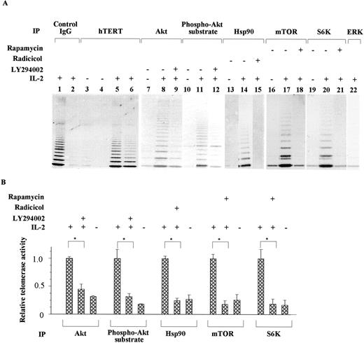 FIGURE 4. Telomerase activity in immunoprecipitates of lysates from IL-2-stimulated NK-92 cells reacted with Abs against hTERT, Akt, Hsp90, mTOR, and S6K. IL-2-starved NK-92 cells were stimulated with 100 U/ml IL-2 for 24 h in the presence or absence of LY294002, radicicol, and rapamycin. Cell lysates were immunoprecipitated with Abs against rabbit IgG (control), ERK (control), hTERT, Akt, phospho-(Ser/Thr)Akt substrate, Hsp90, mTOR, and S6K and then subjected to TRAP assay as described in Materials and Methods. A, Representative example of at least three separate experiments is shown. Lanes 1, 3, and 5 are supernatants after immunoprecipitation and lanes 2, 4, and 6-22 are immunoprecipitates. Lane 1, IgG IL-2 stimulation+; lane 2, IgG IL-2+; lane 3, anti-hTERT IL-2−; lane 4, anti-hTERT IL-2−; lane 5, anti-hTERT IL-2+; lane 6, anti-hTERT IL-2+; lane 7, anti-Akt IL-2−; lane 8, anti-Akt IL-2+; lane 9, anti-Akt IL-2 + 20 μM LY294002; lane 10, anti-(Ser/Thr)phospho-Akt substrate IL-2−; lane 11, anti-(Ser/Thr)phospho-Akt substrate IL-2+; lane 12, anti-(Ser/Thr)phospho-Akt substrate IL-2 + 20 μM LY294002; lane 13, anti-Hsp90 IL-2−; lane 14, anti-Hsp90 IL-2+; lane 15, anti-Hsp90 IL-2 + 100 nM radicicol; lane 16, anti-mTOR IL-2−; lane 17, anti-mTOR IL-2+; lane 18, anti-mTOR IL-2 + 10 nM rapamycin; lane 19, anti-S6K IL-2−; lane 20, anti-S6K IL-2+; lane 21, anti-S6K IL-2 + 10 nM rapamycin; lane 22, anti-ERK IL-2+. B, Quantification of telomerase activity in immunoprecipitates with or without inhibitors shown in A. The relative telomerase activity of IL-2-stimulated cells in the absence of inhibitors (defined as 1.0) was compared with that in the presence of inhibitors or after IL-2 starvation. Values represent the mean ± SD for at least three separate experiments. ∗, p < 0.01.