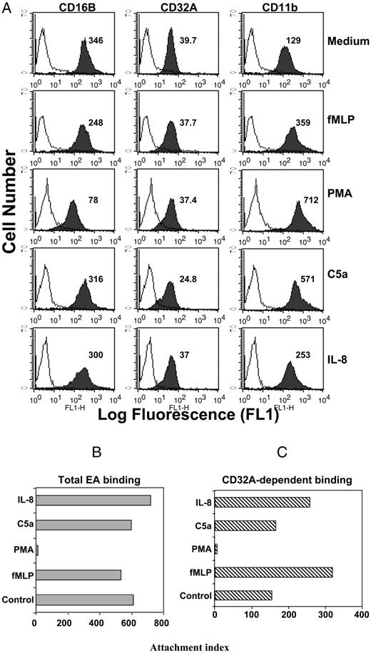 FIGURE 4. Effect of neutrophil activators on FcγR-mediated EA binding. Neutrophils were incubated with fMLP (1 μM) or PMA (2 ng/ml) or C5a (10 ng/ml) or IL-8 (10 ng/ml) for 45 min at 37°C. Cells treated with medium at 4°C were used as resting neutrophils. A, Flow-cytometric analysis of resting and activated neutrophils was performed as described in Materials and Methods using appropriate mAbs. B and C, Total (B) and CD32A-dependent EA (C) binding was conducted as described in Materials and Methods. The EA binding was analyzed by in a FACSCalibur flow cytometer. The attachment index was quantitated as described in Materials and Methods. Data from one of the two donors are presented.