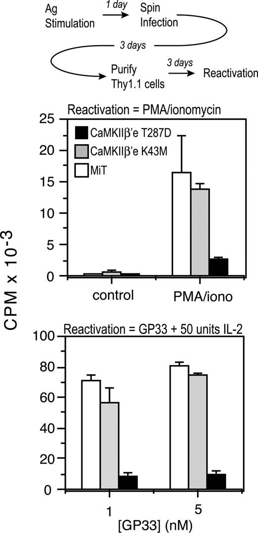 FIGURE 6. T cell unresponsiveness was not reversed by PMA and ionomycin or by the addition of IL-2. P14 T cells expressing various CaMKIIβ′e mutants were treated with 10 ng/ml PMA and 1 μM ionomycin or with 50 U/ml IL-2 during Ag restimulation. The stimulation protocol is depicted as a flow chart. The cells were pulsed with [3H]thymidine at 2 days after the restimulation.