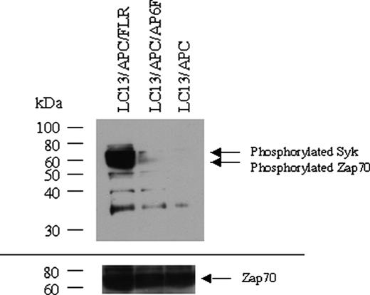 FIGURE 3. Partial phosphorylation of T cell Zap70 by the antagonist ligand FLGRFYGL. C1R.B8 APCs were loaded with 20 μg/ml of either the agonist peptide, FLRGRAYGL (LC13/APC/FLR); the antagonist peptide FLRGRFYGL (LC13/APC/AP6F) or no peptide (LC13/APC) for 1.5 h at 37°C, washed, and centrifuged along with LC13 T cells (106). After 2 min of coculture, the cells were immunoblotted with an Ab that specifically detects phosphorylated Syk (Tyr352) and Zap70 (Tyr319) (upper panel) or Zap70 alone (lower panel). The position of molecular mass markers is indicated. The membrane was stripped and reprobed with an Ab that recognizes unphosphorylated Zap70 (Cell Signaling) to control for transfer and expression of this protein (lower panel).