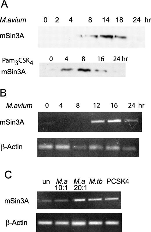 FIGURE 7. HDAC corepressor mSin3A expression was up-regulated by mycobacteria infection and TLR2 stimulation. A, Western blot analysis of mSin3A expression. PMA-differentiated THP-1 cells were treated with M. avium at a bacteria-to-macrophage ratio of 20:1 and 50 ng/ml Pam3CSK4 for the indicated time periods. Forty micrograms of nuclear extracts were subjected to immunoblotting with rabbit anti-mSin3A antibody. These experiments are representative of three repeats. B, RT-PCR analysis of mSin3A mRNA expression. PMA-differentiated THP-1 cells were treated with M. avium at 20:1 for the indicated times. RNA was extracted, and mRNA expression of mSin3A and β-actin was determined by RT-PCR. These results are representative of two experiments. C, Differentiated THP-1 cells were treated with M. avium at 10:1 and 20:1 bacteria:macrophage, irradiated M. tuberculosis at 50 μg/ml, and Pam3CSK4 at 25 ng/ml. After 16 h, RNA was isolated and mSin3A and β-actin mRNA expression determined by RT-PCR. These results are representative of two experiments.