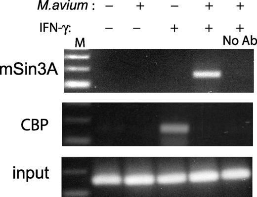 FIGURE 8. mSin3A associates with the HLA-DRα promoter in M. avium-infected THP-1 cells stimulated with IFN-γ. Association of mSin3A and CBP was analyzed by chromatin immunoprecipitation. PMA-differentiated THP-1 cells were infected for 16 h with M. avium (20:1 bacteria-to-macrophage ratio) and then stimulated with IFN-γ (100 U/ml) for 24 h. Chromatin was harvested from 1% formaldehyde-fixed cells and immunoprecipitated with anti-mSin3A and anti-CBP. DNA was purified from chromatin immunoprecipitates and amplified by PCR with primers to the HLA-DRα gene promoter. Input DNA purified from aliquots of chromatin representing 1% of the total amount of chromatin was also amplified by PCR. PCR products were fractionated on an agarose gel followed by ethidium bromide staining. Results are representative of two independent experiments.