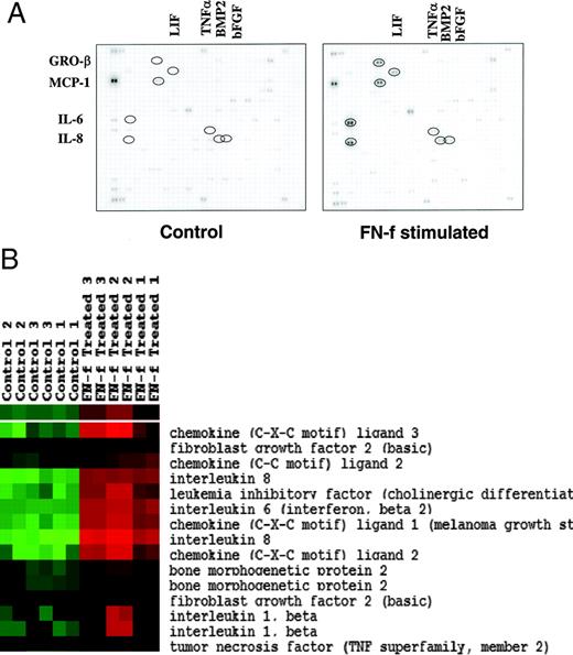 FIGURE 1. FN-f-inducible cytokine and chemokine genes analyzed by cDNA microarray. A, Primary human chondrocytes were stimulated with 0.5 μM FN-f for 6 h in serum-free medium. Total RNA was reverse transcribed, and cDNA was hybridized to the BD Atlas Human Cytokine/Receptor Array containing 268 genes in duplicate. IL-6, IL-8, MCP-1, and GRO-β gene expression was increased after FN-f stimulation compared with unstimulated control chondrocytes. Leukemia-inhibitory factor (LIF), bone morphogenic protein (BMP-2), TNF-α, and basic fibroblast growth factor (bFGF) gene expression were also increased to a lesser extent. B, Cluster analysis of selected cytokine and chemokine genes from Affymetrix arrays performed with primary human chondrocytes from three additional donors stimulated with FN-f in duplicate. CXC ligand 3 = GROγ, CC ligand 2 = MCP-1, CXC ligand 1 = GROα, and CXC ligand 2 = GROβ.