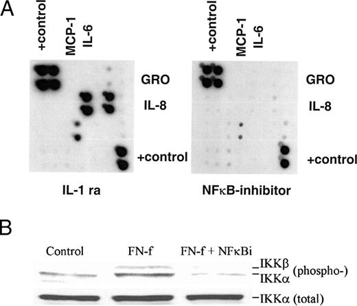 FIGURE 4. Effects of IL-1 and NF-κB inhibition on FN-f-induced cytokine and chemokine expression analyzed by cytokine protein array. A, After overnight incubation in serum-free medium, primary human chondrocytes were stimulated with 0.5 μM FN-f for 16 h in serum-free medium in the presence of 100 ng/ml IL-1ra or 50 μM NF-κB inhibitor hypoestoxide. Human cytokine protein array (RayBio) revealed that IL-6, IL-8, MCP-1, and the GRO expression were dramatically reduced in the presence of NF-κB inhibition, but were unchanged with IL-1ra. B, The ability of FN-f to activate IKK and the inhibitory effects of hypoestoxide were determined by immunoblotting for phospho-IKK using cell lysates from chondrocytes stimulated for 10 min in control and FN-f-containing medium.