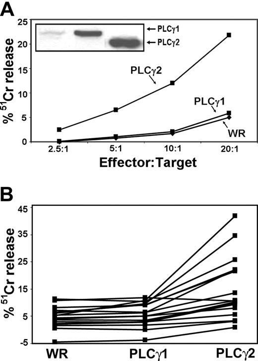 FIGURE 4. Differential effects on NKG2D-stimulated CTL cytotoxicity of PLC-γ1 or PLC-γ2. A, IL-2-activated, cloned human CD8+ T cell cells were infected with either control WR vaccinia or with recombinant vaccinia encoding either PLC-γ1 or PLC-γ2. The cells were then incubated with 51Cr-labeled P815 cells and anti-NKG2D mAb at the indicated CTL:P815 ratios. After 4 h at 37°C, supernatants were assayed for 51Cr release. PLC-γ1 and PLC-γ2 expression was determined by immunoblotting (inset) as follows: lane 1, control WR vaccinia; lane 2, recombinant vaccinia encoding PLC-γ1; and lane 3, recombinant vaccinia encoding PLC-γ2. B, Multiple human CTL lines were infected and analyzed as described above for cytolytic capabilities when stimulated through NKG2D alone. Percentage 51Cr release at an E:T ratio of 20:1 is indicated, and the data for individual clones are connected by a solid line. The mean difference between PLC-γ1 treatment groups and WR treatment groups was 0.96% 51Cr release (p = 0.0182). The mean difference between PLC-γ2 and WR treatment groups was 10.21% 51Cr release (p = 0.0003). The mean difference between PLC-γ2 and PLC-γ1 treatment groups was 9.25% 51Cr release (p = 0.0002).