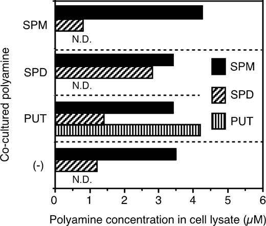 FIGURE 1. Cultured human PBMCs can take up polyamines. Cells cultured overnight with one of the three polyamines (indicated along the ordinate) were washed thoroughly with PBS and suspended to 7 × 106 cells/ml in PBS. Concentration of polyamines was measured by HPLC. The data represent the actual figures of one experiment in which cells were cultured for 20 h with 500 μM of one of the polyamines. The bars indicate the concentrations in cell suspension. The findings were confirmed by two additional experiments. SPM, Spermine; SPD, spermidine; PUT, putrescine; (−), no polyamine; N.D., not detectable.