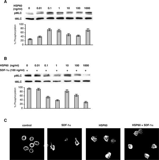 FIGURE 4. HSP60 induced phosphorylation of MLC in a dose-dependent manner. HSP60 induces phosphorylation of MLC (A), inhibits SDF-1α-induced phosphorylation of MLC (B) and polarized morphology (C) in T cells. Human T cells were treated with HSP60 (1 h) (A) followed by SDF-1α (100 ng/ml, 10 min) (B). Cell lysates were immunoblotted with anti-pMLC and anti-tMLC Ab. Phosphorylation levels of the five experiments were estimated by densitometry, and an average percentage of phosphorylation was calculated as the OD of pMLC/tMLC × 100%. C, T cells were plated onto fibronectin-coated coverslips in the absence or presence of HSP60 (1 μg/ml). After 1 h, some of the cells were exposed to SDF-1α (100 ng/ml). Immunofluorescent staining for actin in one experiment representative of four is shown.