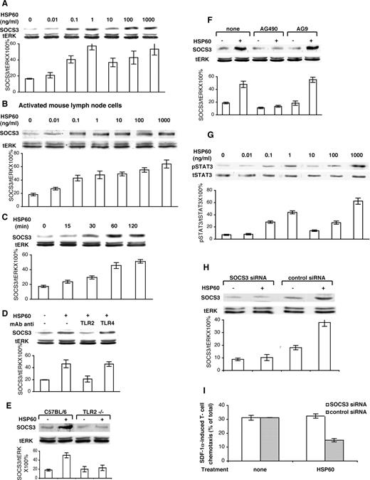 FIGURE 5. Activation by HSP60 of SOCS3 expression in T cells via TLR2 signaling and STAT3 activation mediates the down-regulation of SDF-1α-induced chemotaxis. Human T cells (A, D, F, G, and H), mouse lymph node lymphocytes (B) or mouse purified T cells (E) were incubated with HSP60 at 0.01–1000 ng/ml for 1 h, or at 1 ng/ml for 0–120 min (C). Some cells were pretreated with anti-TLR2 or anti-TLR4 mAb (D), the JAK/STAT inhibitor AG490 or control inhibitor AG9 (18 h) (F). E, Purified T cells from wild-type C57BL/6J and TLR2-knockout mice incubated with HSP60 1 ng/ml for 1 h. H and I, T cells were transfected with silent RNA targeting SOCS3, or with control silent RNA, and exposed to HSP60 (2 h). Cell lysates were immunoblotted with anti-SOCS3 and anti-total ERK (tERK; evaluation of total ERK served as a control) (A–F and H), or with anti-pSTAT3 and anti-STAT3 (G). The levels of SOCS3, tERK, pSTAT3, and tSTAT3 were estimated by densitometry and the average percentage (±SD) of the three experiments was calculated by OD of SOCS3/tERK (pSTAT3/tSTAT3) ×100. H, Cells were 51Cr-labeled, washed, and their ability to migrate in response to SDF-1α was examined. Averages ± SD of three different experiments are shown.