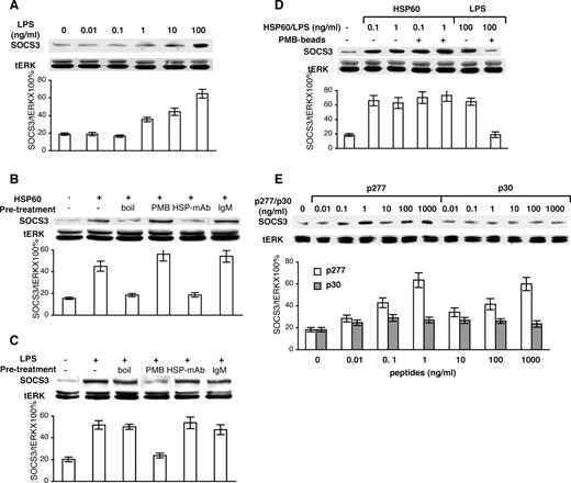 FIGURE 6. Effects of HSP60 on SOCS3 expression are not due to contamination with LPS. Human T cells were treated (1 h; 37°C) with LPS (different concentrations in A, 100 ng/ml in C), HSP60 (1 ng/ml) (B), LPS or HSP60 (D), or p30 or p277 (E). SOCS3 activation in the T cell lysates was measured by immunoblotting. B, T cells were pretreated (30 min) with anti-HSP60 mAb (20 μg/ml), isotype-matched mAb (IgM), or PMB (1 μg/ml). Alternatively, HSP60 or LPS were boiled (100°C, 30 min) before their addition to the T cell cultures. D, LPS and HSP60 were preincubated with PMB-conjugated agarose beads, the unbound material was collected, checked for protein amount, and used to pretreat the cells. One experiment representative of five (A–C), or three (D and E) is shown.