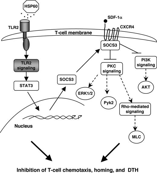 FIGURE 7. Paradigm for HSP60-induced inhibition of SDF-1α-mediated T cell chemotaxis, homing, and DTH. In human T cells, HSP60 activates SOCS3 expression through TLR2 signaling and STAT3 activation. SOCS3 then interacts with CXCR4, and thus inhibits SDF-1α-mediated phosphorylation of ERK1/2, Pyk2, AKT, and MLC. This down-regulation of SDF-1α-induced intracellular signaling impairs the establishment of a typically matrix-adherent polarized shape in T cells. As a result, HSP60 prevents the chemotactic responses of T cells and their homing in vivo to the spleen and bone marrow, or into inflamed sites, processes that require CXCR4-SDF-1α interactions.