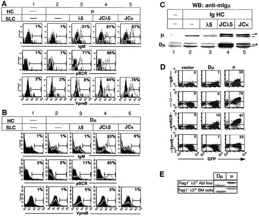 FIGURE 1. The UR of λ5 regulates pre-BCR surface expression in transformed pro-B cells. FACS and Western blot analyses of Rag1−/−λ5−/− (A–C) and Rag1−/−λ5+/+ (D and E) v-Abl-transformed pro-B cells infected with the indicated HC and/or SLC viruses. Histograms (A and B) and Western blots (C and E) are representative of three separate experiments. A and B, Surface staining profiles for the indicated pre-BCR components on GFP+hCD4+-gated cells. A, Cells infected with the mouse μ HC virus; B, cells expressing Dμ. Filled-in histograms are the profile of cells infected with empty GFP and hCD4 viral vectors. Overlays show profiles of cells infected with the viral vectors listed atop each column. A and B, The percentage of cells within the boundary marker for the indicated profile is shown in the upper right corner. C, Anti-Ig μ HC immunoblot of lysates from transformed Rag1−/−λ5−/− cells infected with pre-BCR components, as indicated above each lane. The mature form for each HC is indicated with an ∗. D, Pre-BCR component surface expression of μ HC (μ) and Dμ-infected Rag1−/−λ5+/+ v-Abl-transformed pro-B cells. Percentage of GFP+ cells that are positive for the marker is indicated. E, Western blot of HCs from samples in D, and primary Rag1−/−λ5+/+ B cells from Fig. 2B.