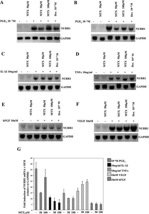 FIGURE 2. MTX selectively inhibits NURR1 mRNA levels in primary synoviocyte and microvascular endothelial cells. Representative Northern blot analysis of NURR1 mRNA transcription in primary PsA synoviocytes and microvascular endothelial cells. A, Primary synoviocytes and endothelial cells (B–F) were left untreated or preincubated for 2 h with MTX 50 μM, 100 μM, or dexamethasone (Dex) 10−8 M. Following preincubation, cells were left untreated or stimulated for 1 h with PGE2 (10−6 M), TNF-α (10 ng/ml), IL-1β (10 ng/ml), bFGF (10 nM), or VEGF (10 nM). Following treatments, total RNA was isolated and assayed for NURR1 and GAPDH mRNA levels as described in Materials and Methods. G, Densitometric analysis representing NURR1 mRNA levels from four separate experiments. Values are expressed as fold induction over basal levels relative to GAPDH expression ± SEM.