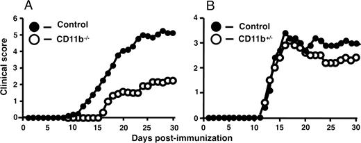FIGURE 1. The clinical course of active EAE is markedly attenuated in Mac-1-deficient mice, but not mice heterozygous for CD11b. A, Active EAE was induced with MOG peptide35–55, and symptoms were scored for 30 days as described in Materials and Methods. Results shown are the daily mean clinical score for wild-type (n = 13) and Mac-1-deficient mice (n = 8) from two experiments. B, Active EAE was induced in wild-type (n = 5) and mice heterozygous for CD11b (n = 5) mice. The results shown are the daily mean clinical score from one experiment.
