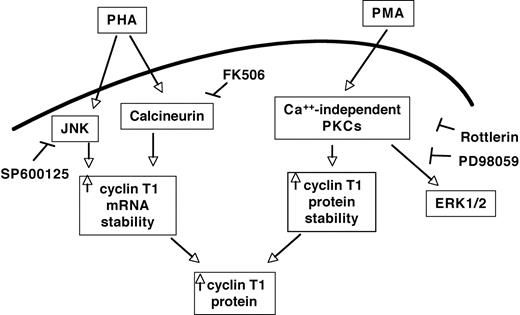FIGURE 8. Signaling pathways and mechanisms responsible for up-regulation of cyclin T1 during T cell activation. PHA-mediated cyclin T1 up-regulation requires JNK and calcineurin activation. The increase in cyclin T1 mRNA and protein is due to cyclin T1 mRNA stabilization. PMA-mediated up-regulation of cyclin T1 requires Ca2+-independent PKCs, but not ERK1/2 activation. The increase in cyclin T1 steady-state protein levels is due to an increase in cyclin T1 protein half-life.