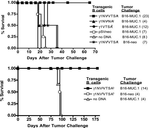 FIGURE 3. Development of protective, tumor-specific immunity in vivo in MUC.1-Tg mice after Th-Th cooperation. Top panel, MUC.1-Tg mice were immunized on days 0 and 21 with 5 × 103 Tg B lymphocytes as indicated. Four days after the booster injection, mice were challenged with either 2 × 104 B16-MUC.1 or B16neo tumor cells, and tumor growth was evaluated over time. The number of mice is indicated in parentheses. Survival curves were constructed using the Kaplan-Meier method. Data are cumulative for three independent experiments. Significance (p < 0.00005) was calculated using Fisher’s exact test, based on binomial distribution, where α is reduced according to the Bonferroni criterion (0.05/number of tests). Bottom panel, Rechallenge experiment. Mice that survived the first tumor challenge were subject to a second challenge with either 2 × 104 B16-MUC.1 or B16neo tumor cells 70 days later. Survival was calculated as described above. The number of mice used is indicated in parentheses. The procedures used are in accordance with National Institutes of Health regulations on laboratory animal welfare and approved institutional protocols.