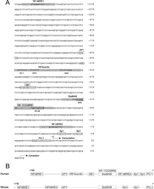 FIGURE 2. Sequence analysis of the human IRF4 promoter and comparison of the transcription factor binding sites between human and mouse promoters. The program MatInspector was used to analyze the human (compiled from sequences U52683 and BC015752) and mouse (bp 1981–3355 of sequence U20949) IRF4 promoter sequences for putative transcription factor binding sites. A, Detailed sequence of the human promoter. Previously characterized binding sites are boxed and named as in original publications. The binding sites analyzed in this study are shaded and named IRF4combi, Stat6/κB, NF-κBRE1, and NF-κBRE2. Factor binding sites are typed in boldface. B, Alignment of transcription factor binding sites between human and mouse promoters. Previously characterized binding sites and those relevant to this study are shown in the comparison.