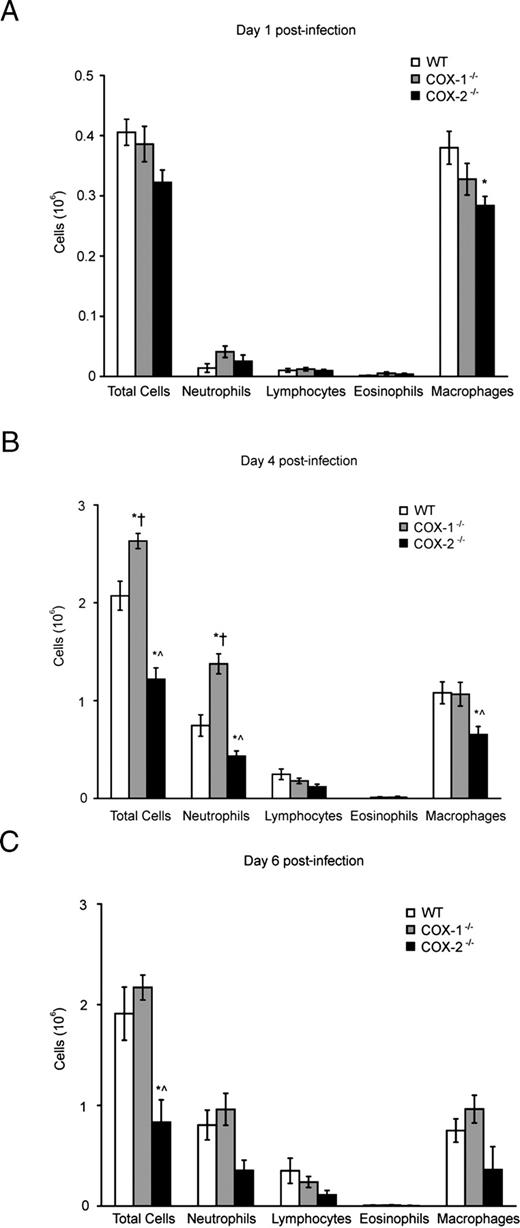 FIGURE 3. BAL fluid cellularity on days 1 (A), 4 (B), and 6 (C) of influenza infection in WT, COX-1−/−, and COX-2−/− mice. Mice were infected intranasally with 200 PFU of influenza A/Hong Kong/8/68 (H3N2). BAL was performed on days 1, 4, and 6 following infection, and BAL fluid cells were differentiated. n = 6–10 mice per genotype except on day 6 where n = 3 for COX-2−/− mice. ∗, p < 0.05 vs WT; ^, p < 0.05 vs COX-1−/−; †, p < 0.05 vs COX-2−/−.