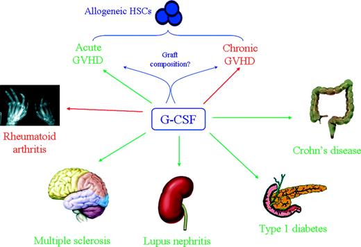 FIGURE 2. Preclinical models of G-CSF-induced inhibition of autoimmune and allogeneic T cell responses. The beneficial (green arrow) and detrimental (red arrow) effects of G-CSF in animal models of immune-mediated diseases are summarized. G-CSF might modulate T cell alloreactivity and affect incidence and severity of acute and chronic GVHD by expanding myeloid precursors (see also Fig. 1) and altering allograft composition. See main text for further details.
