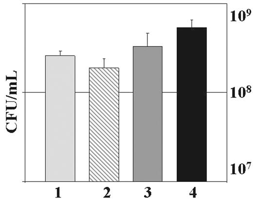 FIGURE 4. Complementation of FRD1algD− bacteria with exogenous alginate restores the resistance of biofilm bacteria to killing by human leukocytes. Graphic representation of CFU/ml FRD1algD− biofilm bacteria complemented with exogenous alginate (250 μg/ml) after treatment with medium control (LB, column 1), HBSS plus 50% autologous plasma (column 2), leukocytes in HBSS containing 50% autologous plasma (column 3), and leukocytes in HBSS containing 50% autologous plasma plus IFN-γ (column 4). There was no statistically significant difference between the treatments. Data are representative of three separate experiments with various blood donors.