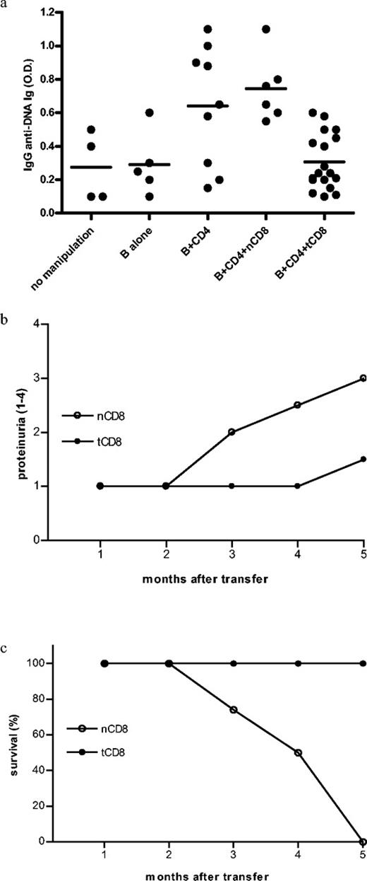 FIGURE 3. Transfer of CD8+ T cells from 10- to 12-wk-old BWF1 mice treated with pCons (along with CD4+ T cells and B cells from untreated donors) into irradiated 16-wk-old BWF1 females. a, Serum anti-DNA IgG in the groups receiving different cell transfers, as indicated on the x-axis. Values in individual mice are shown after cell transfer, and means are indicated by horizontal lines in each column. Each group contained 4–17 mice. Note that the highest anti-DNA Ig levels were in mice receiving transfers of B cells plus CD4+ T cells or B cells plus CD4+ T cells plus nCD8 cells (nCD8 cells come from unmanipulated naive donors). These values were higher than those in mice receiving B cells alone (p < 0.05 by Tukey’s test). In contrast, levels of anti-DNA Ig were lower in mice receiving B cells plus CD4+ T cells plus tCD8 (tCD8 are from mice tolerized with pCons). Differences were significant between mice receiving tCD8 compared with nCD8; p < 0.01 by Tukey’s test. b, Proteinuria on early morning specimens in mice in the nCD8 and tCD8 groups at monthly intervals. Only mice entered in the original study (one of two studies) were followed for 4 mo: four in the nCD8 group and nine in the tCD8 group. Mean proteinuria in the groups is shown at four time points; proteinuria increased only in the nCD8 group, but the change was of borderline significance at 4 mo (p < 0.08 by the unpaired t test). c, Survival in mice receiving nCD8 or tCD8. As for proteinuria, four mice were followed for 4 mo in the nCD8 group and nine were followed in the tCD8 group. All of the nCD8 mice died by 4 mo, compared with none of nine in the tCD8 group. This difference was significant (p < 0.02 by χ2 analysis).