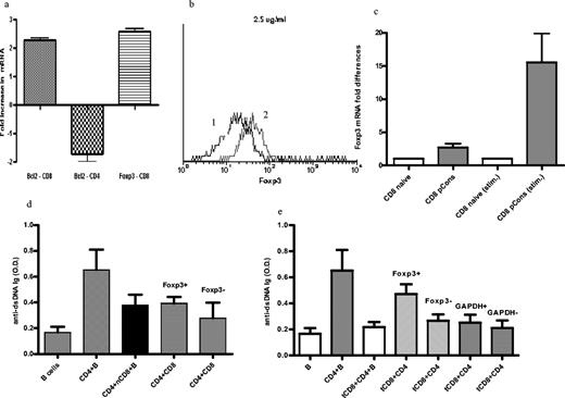 FIGURE 6. Foxp3 in CD8+ Ti cells from tolerized mice. a, Differences in mRNA expression in CD8+ T cells from mice treated with pCons compared with those from naive mice normalized to GAPDH mRNA. Arbitrary units were set at 1 in CD8+ T cells from naive mice. Shown are the mean ± SD for three experiments comparing tCD8 to nCD8. The reduced levels of Bcl-2 expression in CD4+ T cells from the same spleen pools are shown as a control. b, Intracellular staining of Foxp3 in purified CD8+ T cells from naive mice (1 ) and pCons-treated mice (2 ). c, Comparison of mRNA for Foxp3 in CD8+ T cells from naive or tolerized mice (columns 1 and 2) with or without activation by anti-CD3 mAb plus anti-CD28 mAb (columns 3 and 4) normalized to GAPDH, which is set at 1.0 in naive mice as in a. Foxp3 is significantly increased in tolerized CD8+ T cells (column 2 vs column 1, p < 0.005 by Mann-Whitney; column 4 vs column 3, p < 0.02). d, Effect of siRNA silencing Foxp3 in CD8+ T cells from naive mice. Preincubation of nCD8 cells with siRNA for Foxp3 (column 4) did not change anti-DNA Ig secretion as compared with cultures containing nCD8 plus CD4+ T cells plus B cells plus pCons (column 3). Foxp3 siRNA is indicated as fox+. Fox− indicates cultures with addition of transfection vehicle without vector. e, Silencing of Foxp3 in tolerized CD8+ T cells partially abrogates their suppressive function. As internal control for efficiency of transfection, we silenced GAPDH according to the manufacturer’s instructions. Results shown are the mean of four experiments. Mean levels of anti-DNA Ig (four experiments) ± SD are shown for CD8+ T cells from tolerized mice added to CD4+ T cells plus B cells plus pCons. Note the suppressive effect of tCD8 (column 3 compared with column 2, p < 0.05 by Tukey’s test). This suppression is partially abrogated by incubation of tCD8 with siRNA for Foxp3 before addition of cells to the cultures of CD4+ T cells plus B cells (column 4, differs from column 3, p < 0.05). In contrast, preincubation of tCD8 cells with the transfection vehicle (fox−) or with vector encoding GAPDH (gap+) or with empty vector (gap−) did not abrogate suppression.