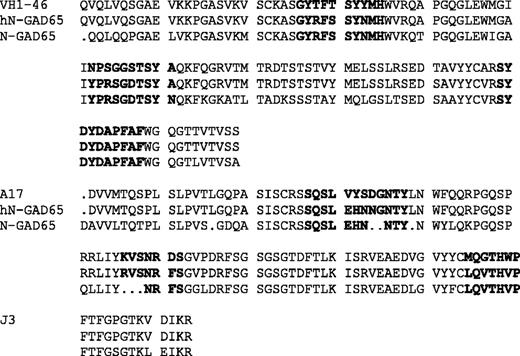FIGURE 6. Amino acid sequence alignment of germline sequences, N-GAD65 mAb, and hN-GAD65 mAb. CDRs used for homology comparison are indicated in bold sequences.