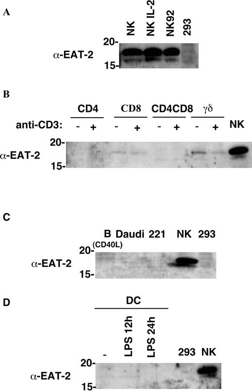 FIGURE 1. EAT-2 expression in human leukocytes. EAT-2 expression was assessed by immunoblot analysis of the following cell types: A, NK cells freshly isolated from human blood (NK), NK cells cultured in IL-2 (NK IL-2), the cell line NK92 and 293 cells. B, CD4+ T cells (CD4), CD8+ T cells (CD8), a CD4+CD8+ T cell clone (CD4CD8) and γδ T cells, either resting or stimulated with an anti-CD3 mAb. C, B cells purified from human peripheral blood and activated with CD40 ligand (B/CD40L), the Burkitt lymphoma cell line Daudi (Daudi), and the EBV-transformed B cell line 721.221 (221). D, DC either unstimulated and/or activated with LPS for 12 h (LPS 12) or 24 h (LPS 24). Each lane was loaded with a lysate of 106 cells. Fresh NK cells (NK) and the cell line 293 (293) were used as positive and negative controls, respectively.