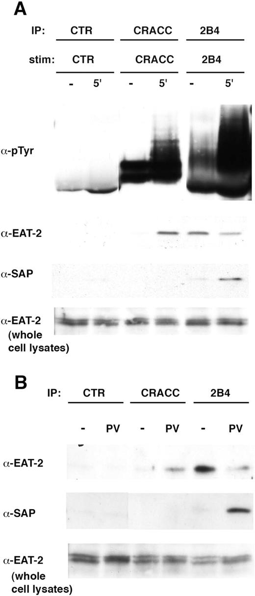 FIGURE 2. CRACC associates with EAT-2, not SAP, in human NK cells; 2B4 associates with both. A, NK92 cells were stimulated for 5 min at 37°C with anti-CD56 (CTR), anti-CRACC (clone 24), or anti-2B4 (clone C1.7) mAbs. Stimulated cells were lysed and immunoprecipitated with anti-CD56 (CTR), anti-CRACC (clone 162), and anti-2B4 (clone 2-69) mAbs, respectively. Immunoprecipitates were analyzed by immunoblotting with anti-phosphotyrosine, anti-EAT-2, and anti-SAP Abs. EAT-2 is present in both CRACC and 2B4 immunoprecipitates, SAP only in the latter. Bottom panel, An immunoblot of whole cell lysates with anti-EAT-2 to control for the amount of proteins. B, NK92 cells were left untreated or stimulated with sodium pervanadate (PV). Cells were lysed and subjected to immunoprecipitation with anti-CD56 (CTR), anti-CRACC (clone 162), and anti-2B4 (clone 2-69) mAbs. Immunoprecipitates were separated on SDS-PAGE and analyzed by immunoblotting with anti-EAT-2 and anti-SAP Abs. CRACC associates exclusively with EAT-2 after activation. 2B4 associates with EAT-2 in unstimulated cells, while activation induces recruitment of SAP and reduces association with EAT-2.