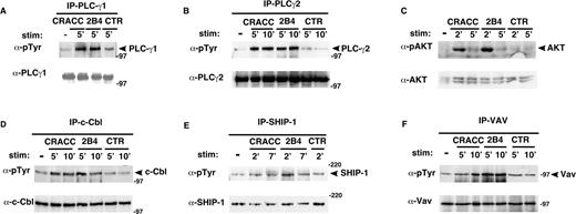 FIGURE 5. Identification of substrates that are tyrosine-phosphorylated in response to CRACC ligation. NK92 cells were left unstimulated or stimulated with anti-CRACC (clone 24), anti-2B4 (clone C1.7), or anti-CD56 (CTR) mAbs. Cell lysates were then immunoprecipitated with anti-PLCγ1 (A), anti-PLCγ2 (B), anti-c-Cbl (D), anti-SHIP-1 (E), anti-Vav (F) Abs. Tyrosine phosphorylation was assessed by immunoblotting with anti-phosphotyrosine Ab. To confirm that all substrates were adequately immunoprecipitated, immunoblots were reprobed with Abs directed against the various substrates. Phosphorylation of AKT (C) was detected by immunoblotting whole cell lysates with anti-pAKT Ab. The same membrane was stripped and reprobed with anti-AKT Ab.