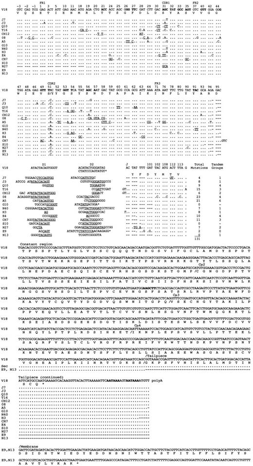 FIGURE 3. cDNA sequences from shark 33. Full-length cDNA sequences were selected and isolated from the shark 33 epigonal cDNA library, and those with identical C regions are aligned. The cDNA sequences are compared with a reference sequence that is a composite of the genomic V18 in V, D, J, Cμ1, and Cμ2 and of the composite cDNA sequences in Cμ3, Cμ4, and the 3′UT. Only the codons affected by mutations are shown, and the CDR1 and CDR2 are labeled. Those nucleotides that are part of an RGYW hotspot are bolded. The difference between G2-V1 and G2-V2 at codon 51 is indicated in every cDNA. The tandem mutations are underlined. The C domains are partitioned by slashes; the borders of Cμ1/Cμ2 and Cμ2/Cμ3 are known from the genomic sequence. The HindIII site in Cμ2 is in boldface, as is the polyadenylation signal. The membrane sequence is shown separately. Dots indicate identity with reference sequence, dashes gaps. The junctional sequences consist of N regions as well as P regions (italics), and the portions derived from the D gene are underlined. An asterisk indicates that the underlined sequence is the reverse complement of the D2 sequence (as shown). A tally of the number of mutations and of tandem mutation groups is given. The GenBank accession numbers are: AY594647 (Q10), AY594648 (T16), AY594649 (A5), AY594650 (G10), AY594651 (N40), AY594652 (H3), AY594653 (CH7), AY594654 (S10), AY583356 (E9), AY583357 (N13), AY571276 (J7), and AY571275 (J3).