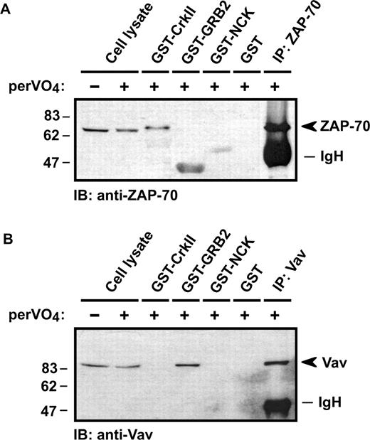 FIGURE 9. CrkII does not bind tyrosine-phosphorylated Vav in activated T cells. Jurkat cells were treated with pervanadate (perVO4; 1% at 37°C for 30 min), and cell lysates were incubated with the indicated bead-immobilized GST fusion proteins (5 μg/group) for 3 h at 4°C. Bound proteins were eluted from the gel, subjected to SDS-PAGE under reducing conditions, electroblotted onto a nitrocellulose membrane, and sequentially immunoblotted with anti-Zap70 (A) or anti-Vav (B) Abs. Lysates of resting and perVO4-treated cells, as well as anti-Zap70 (A) and anti-Vav (B) immunoprecipitation were included for reference. Control whole cell lysate (CT-WCL) was run in parallel to show the presence and position of the Zap70 and Vav protein bands. Molecular size markers (in kDa) are indicated on the left and arrowheads mark the position of Zap70 (A) and Vav (B) proteins. Results are representative of three independent experiments.