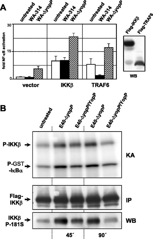 FIGURE 1. YopP represses the NF-κB signaling pathway upstream of IKKβ. A, Impact of Y. enterocolitica on IKKβ- and TRAF6-mediated NF-κB activation. HEK293 cells were transfected with NF-κB-dependent ELAM-1-luciferase and phRL-null reporter plasmids, and either empty vector control (vector) or expression vectors for IKKβ or TRAF6. The transfected cells were left untreated or infected with either wild-type yersiniae (WA-314) or the YopP-negative mutant (WA-ΔyopP). Luciferase activities were measured after 6 h, and NF-κB activations were normalized to null reporter vector activities. Data are expressed as folds of NF-κB activities derived from unstimulated cells solely transfected with the empty vector control. The expression of IKKβ and TRAF6 in transfected HEK293 cells was checked in cellular extracts by Western immunoblotting using anti-Flag epitope Abs (right panel). B, In vitro IKKβ activity assay. HEK293 cells were transfected with Flag-IKKβ and infected with YopP-negative (E40-ΔyopP) or YopP-producing yersiniae (E40-ΔyopP/YopP) 20 h later. After 45 or 90 min of infection, cellular extracts were prepared and incubated with anti-Flag Abs to precipitate Flag-IKKβ. IKKβ activities were assayed by analyzing the abilities of the immunocomplexes to radioactively phosphorylate rGST-IκBα. Kinase reaction samples were subjected to SDS-PAGE and transferred to PVDF membrane. The membrane was first analyzed by autoradiography (KA, kinase assay; upper panel), revealing phosphorylation of GST-IκBα (P-GST-IκBα) and of precipitated IKKβ itself (P-IKKβ). The membrane was subsequently immunoblotted with anti-Flag Abs to control IKKβ precipitation (IP, immunoprecipitation; Flag-IKKβ), then stripped and reprobed with phospho-specific anti-IKKβ serine-181 Abs (WB, Western blot; IKKβ P-181S).