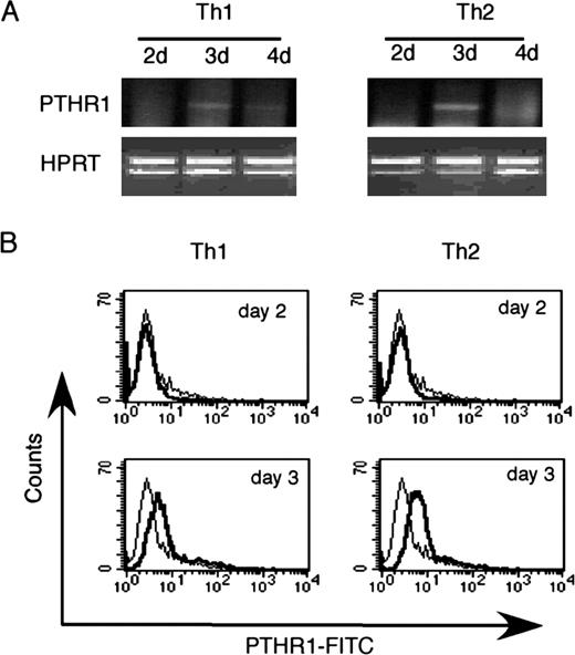 FIGURE 4. Transient expression of PTHR1 in immature Th1 and Th2 cells. A, Naive CD4 T cells from C57BL/6 mice were stimulated for Th1 or Th2 cell differentiation as in Fig. 1B. RNA were isolated at indicated time points and analyzed for PTHR1 gene expression by semiquantitative RT-PCR. B, Cells from day 2 and 3 culture of Th1 or Th2 differentiation were first incubated with Fc block, and then incubated with either rabbit anti-mouse PTHR1 IgG Abs (solid lines) or control rabbit IgG (dotted lines). The cells were then stained with FITC-conjugated goat anti-rabbit IgG Abs and allophycocyanin-conjugated anti-CD4 Abs. Histograms of gated CD4 T cells are shown.