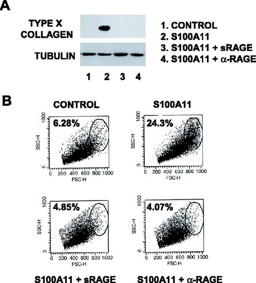 FIGURE 4. Effects of soluble S100A11 on type X collagen expression and chondrocyte size mediated by RAGE. First-passage normal human chondrocytes (donor ages, 22–62) (5 × 105 cells/six-well dish) were stimulated with S100A11 in the presence or absence of 1 μg/ml sRAGE or 20 μg/ml RAGE-specific blocking Abs, where indicated. A, SDS-PAGE/Western blotting analysis for type X collagen expression was performed using cell lysates at 5 days in culture. B, Flow cytometry measurements of forward and side scatter were performed on the chondrocytes after 24 h of stimulation. These data are representative of results from eight normal human donors.