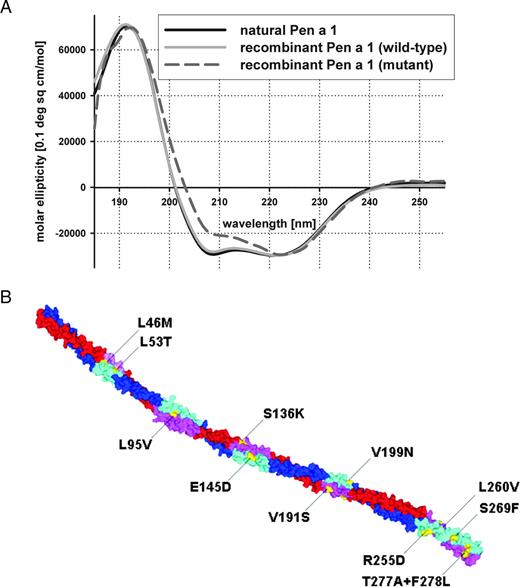 FIGURE 3. Analysis of secondary structures by CD spectroscopy of natural nPen a 1, recombinant wild-type rPen a 1, and mutated mPen a 1 (VR9-1) showed that all three forms had a primarily α-helical fold that is typical for tropomyosins (A). The model of VR9-1 shows the α-helical coiled-coil structure of VR9-1. The allergenic regions of a model of Pen a 1 (B) are highlighted in light blue and purple, and critical amino acid positions that were mutated are highlighted in yellow.