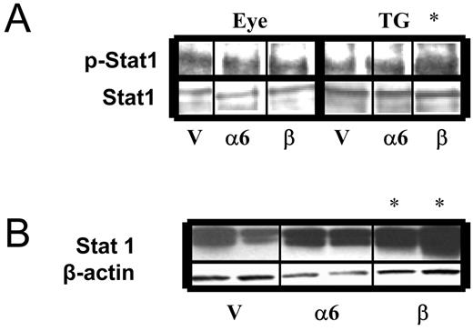 FIGURE 4. IFN-β transgene treatment is associated with increased phospho-STAT1 at 8–12 h p.t. and increased STAT1 at 5 days p.i. in TG. A, Western blot detections performed on eye and TG protein extracts from vector (V), IFN-α6 (α6), and IFN-β (β) transgene-transfected mice at 8–12 h p.t. for total STAT1 (Stat1) and phospho-STAT1 (p-Stat1). B, Western blot detections performed on TG extracts from vector, IFN-α6, and IFN-β transgene-transfected mice at 5 days p.i. measuring total STAT1 and β-actin.