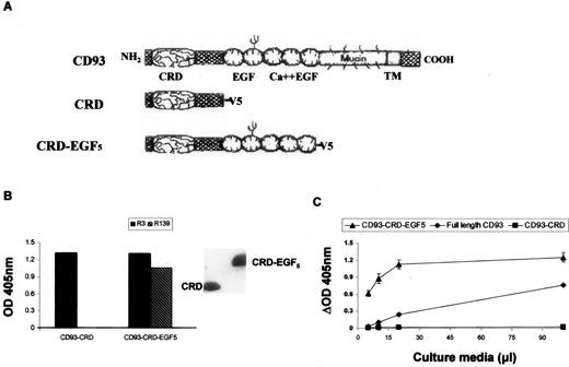 FIGURE 2. R3 recognizes the CD93-CRD, and R139 recognizes the EGF repeat domain of CD93. A, Schematic of CD93 and recombinant CD93 extracellular domain fragments generated by expression in HEK293T cells. B, Supernatants from HEK293T cells transfected with CD93 fusion proteins were tested by sandwich ELISA using the anti-epitope tag V5 Ab to capture (1/1000) and either R3 (▪) or R139 (▧) to detect. The presence of purified recombinant protein domains was verified by Western blot with R3 (5 μg/ml; inset). C, Supernatants from B were tested by sandwich ELISA using the anti-CD93 mAb R139 to capture (1 μg/well) and biotinylated anti-CD93 R3 mAb to detect (2 μg/ml), demonstrating the presence of sCD93 produced constitutively in transfected HEK293T cells and supporting the immunoreactivity seen in B.