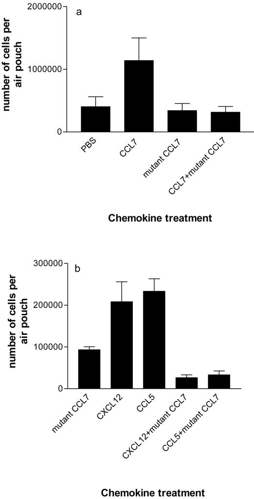 FIGURE 4. Comparison of the potential of wt and mutant CCL7 to recruit cells using a murine air pouch model. a, Air pouches were injected with wt CCL7, mutant CCL7, or a 1:1 mixture of wt and mutant CCL7 (10 μg each), or PBS; in each case n = 5. The recruitment of cells was evaluated 24 h after administration of the chemokines. Representative data is shown from one of three separate experiments; the bars show mean values ± SEM. b, Air pouches were injected with mutant CCL7, wt CXCL12, wt CCL5 (5 μg each), or 1:1 mixtures of wt CXCL12 and mutant CCL7 or wt CCL5 and mutant CCL7 (5 μg each); in each case n = 3. The recruitment of cells was evaluated 24 h after administration of the chemokines. Representative data is shown from one of three separate experiments; the bars show mean values ± SEM.