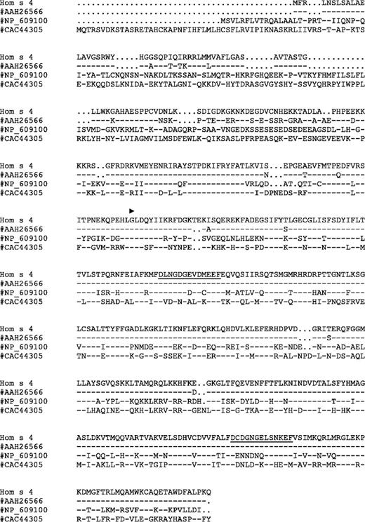 FIGURE 1. Sequence comparison of rHom s 4. The Hom s 4 amino acid sequence (Accession No. AL117423) (top line) was aligned with homologous proteins from mouse (M. musculus, Accession No. AAH26566), fruit fly (D. melanogaster, Accession No. NP_609100) and free living soil nematode (C. elegans, Accesssion No. CAC44305). Identical amino acids are indicated by dashes; points indicate gaps. The two calcium-binding domains are underlined; arrow, beginning of the original IgE-reactive fragment (20 ).